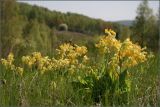 Primula veris