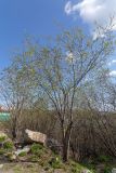 genus Salix. Расцветающее дерево с молодыми листьями. Мурманск, Октябрьский р-н, антропогенная опушка берёзового леса. 31.05.2025.