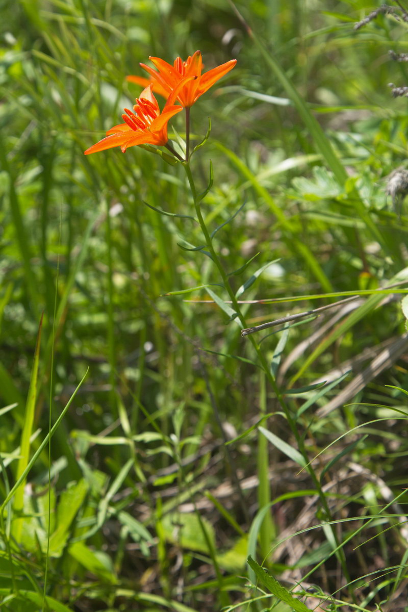 Image of Lilium buschianum specimen.