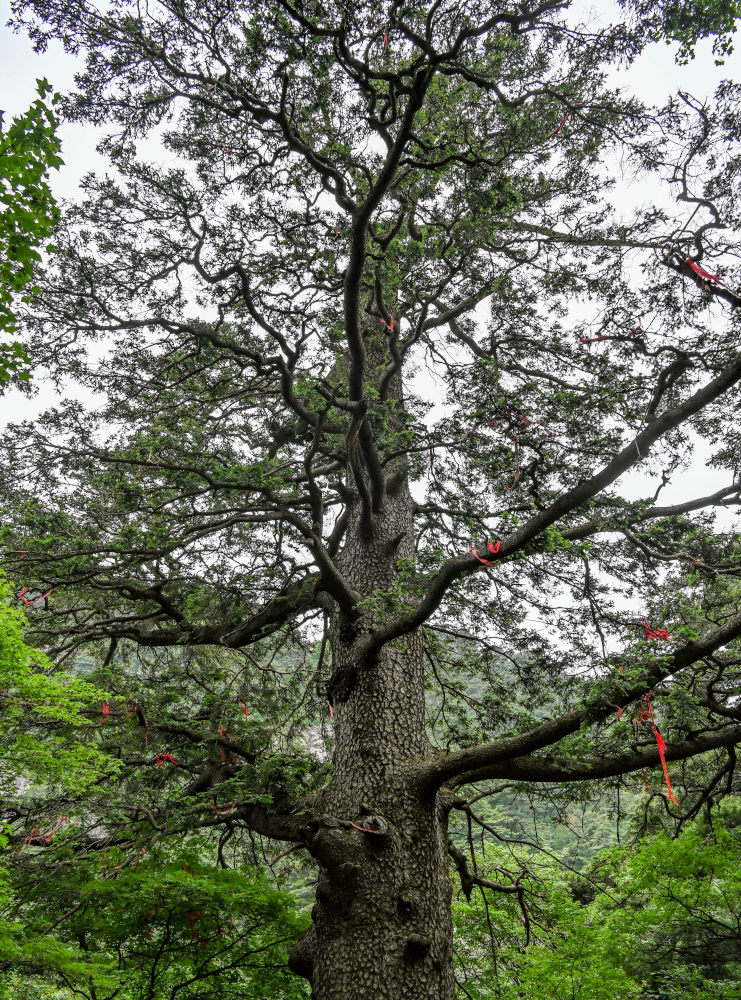 Image of Picea wilsonii specimen.