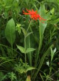 Lychnis fulgens