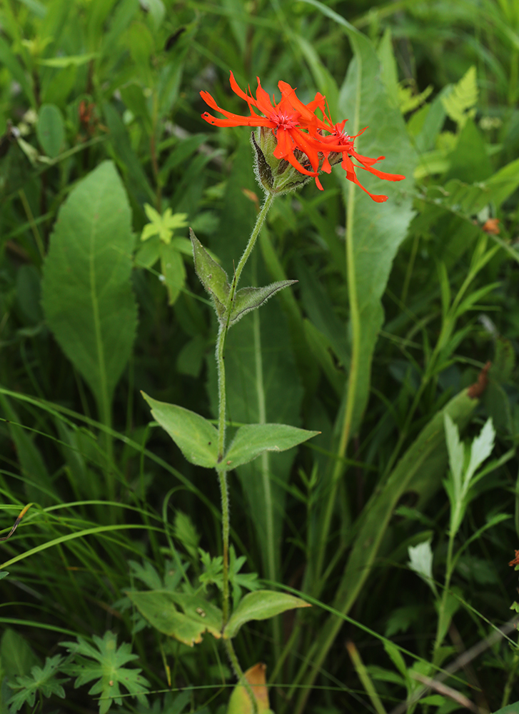 Изображение особи Lychnis fulgens.