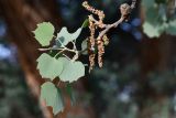 Populus pruinosa
