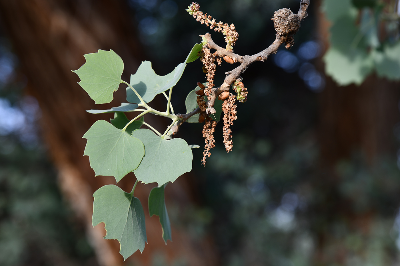 Изображение особи Populus pruinosa.