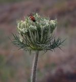 Daucus carota. Соцветие с питающимся жуком Mylabris quadripunctata. Ростовская обл., окр. г. Донецк, борт противопожарного водоёма. 14.06.2025.
