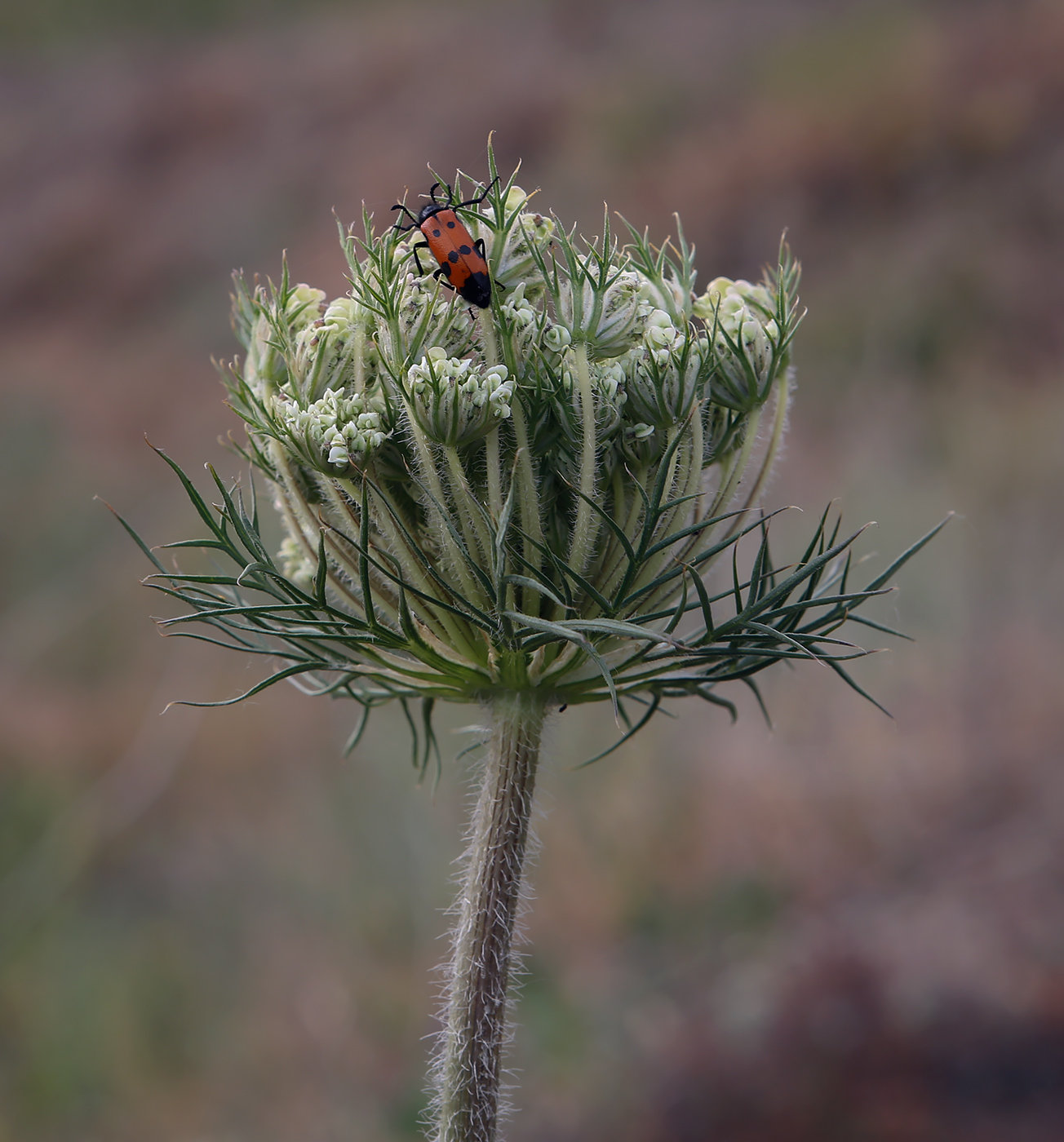 Изображение особи Daucus carota.