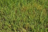 Veronica arvensis. Аспект цветущих и плодоносящих растений. Беларусь, Витебская обл., дер. Сурмино, берег озера, суходольный разнотравно-злаковый луг на песке. 04.06.2025.
