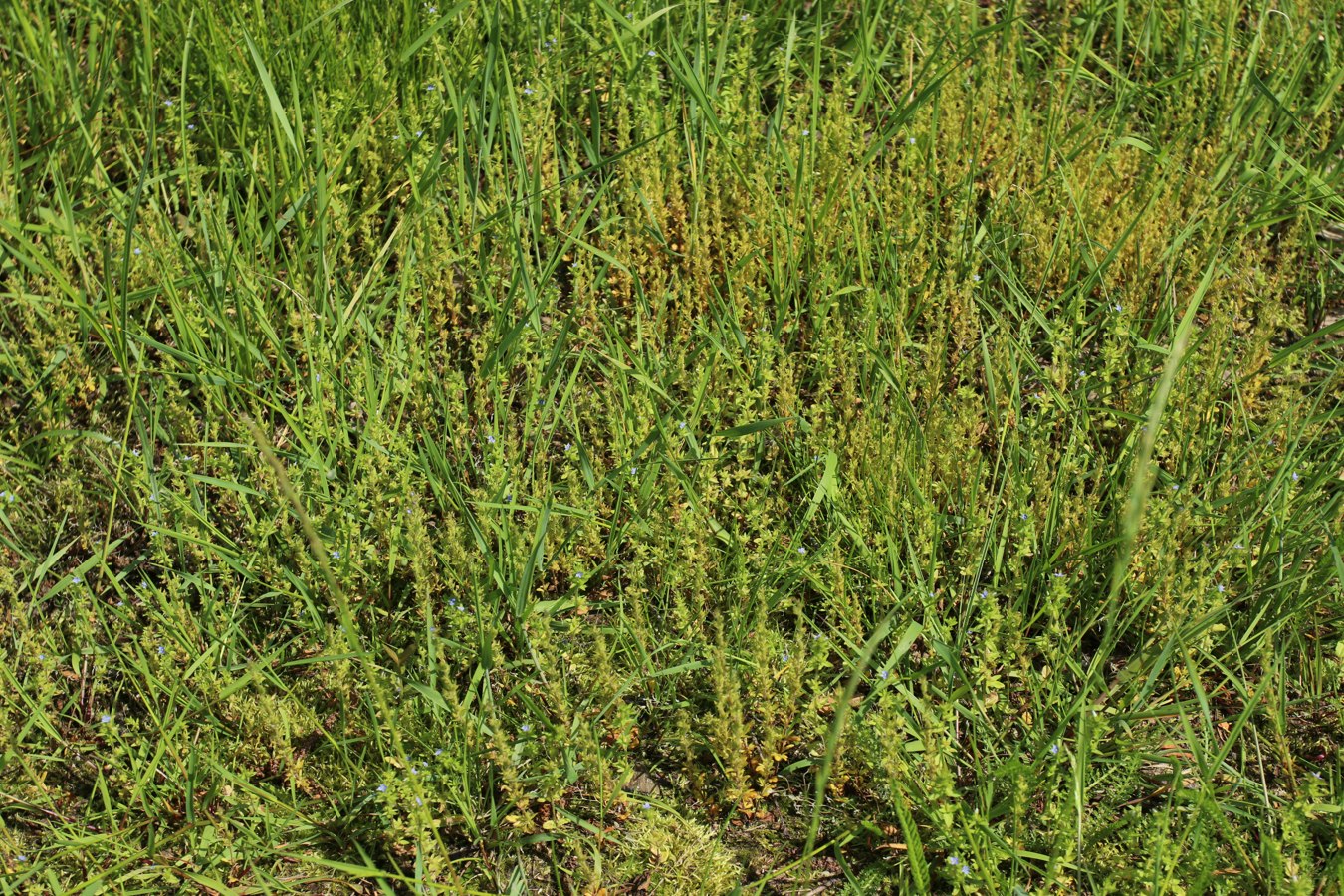 Image of Veronica arvensis specimen.