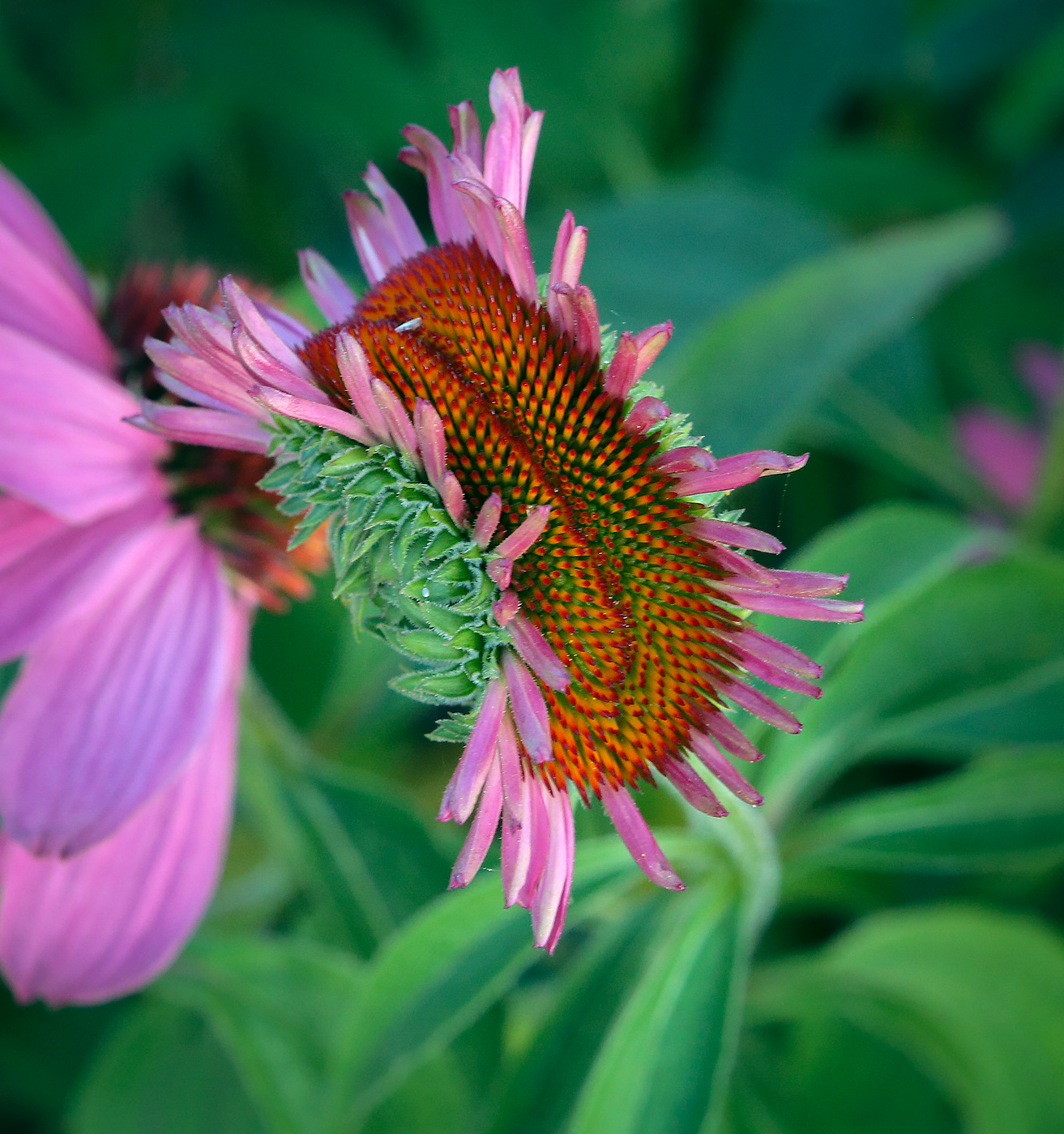 Изображение особи Echinacea purpurea.