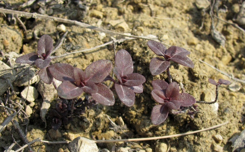 Image of genus Thymus specimen.