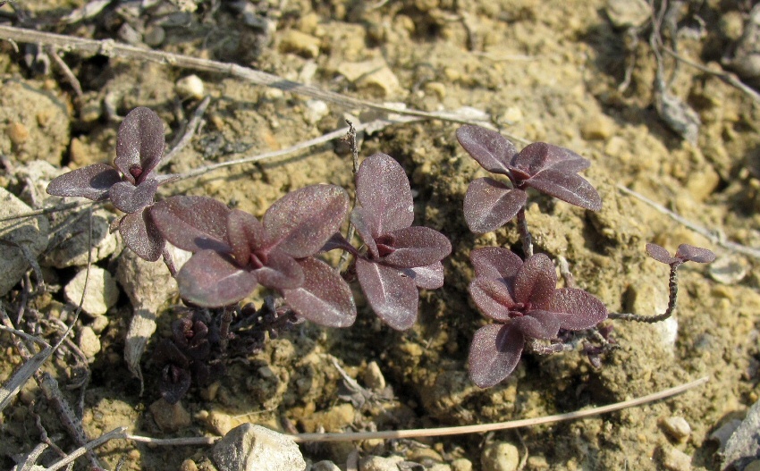 Изображение особи род Thymus.