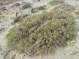 Arthrophytum longibracteatum