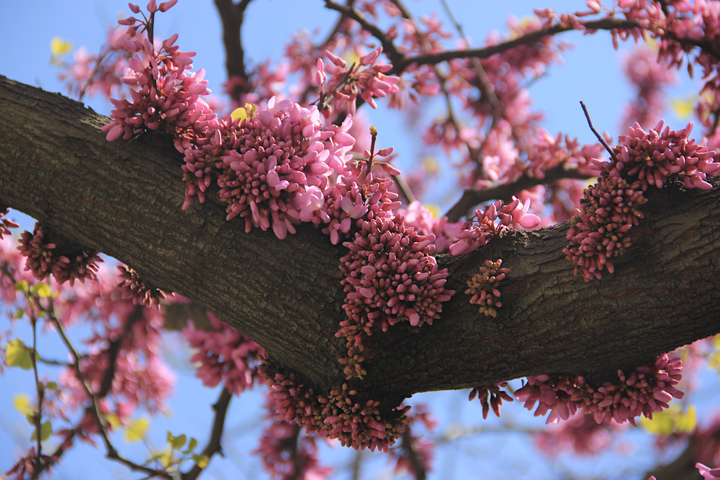 Изображение особи Cercis siliquastrum.