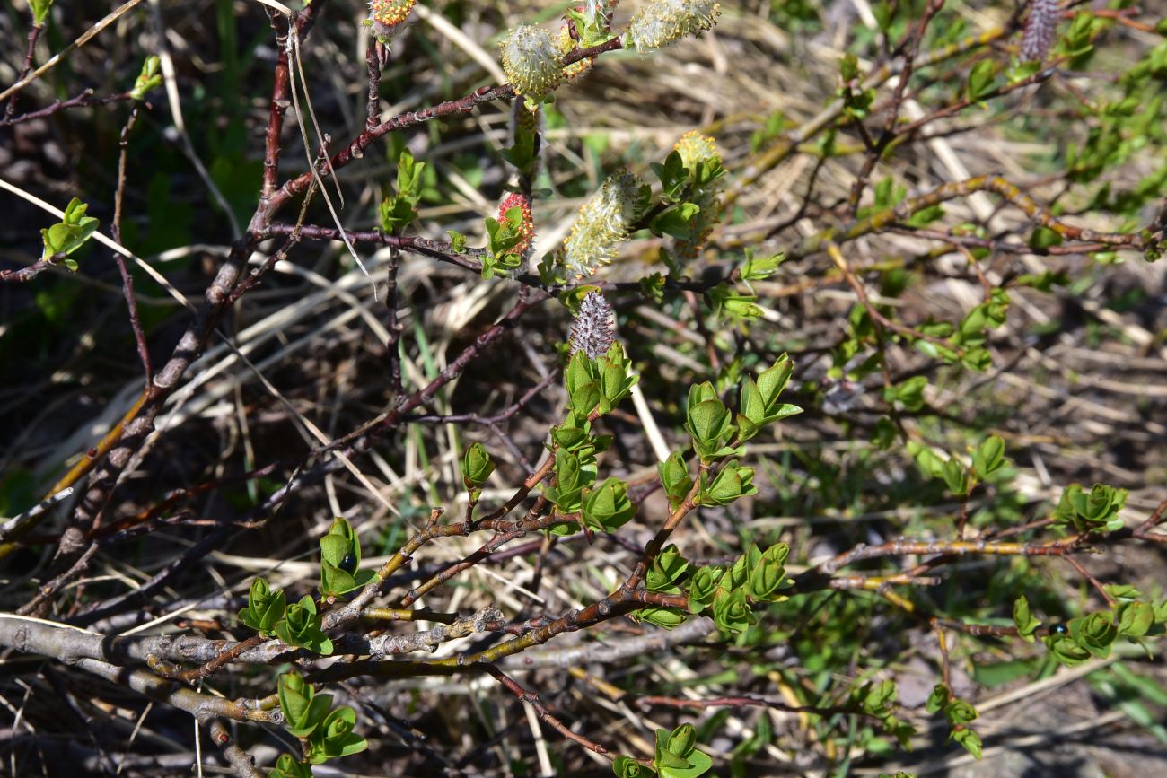 Image of genus Salix specimen.