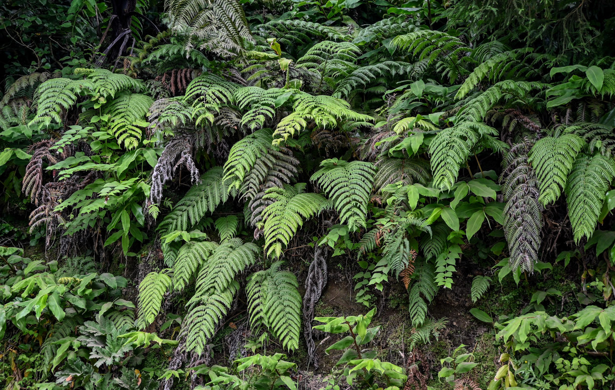 Изображение особи Woodwardia radicans.