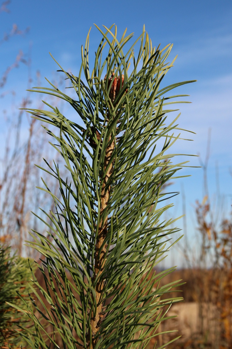 Image of Pinus sylvestris specimen.