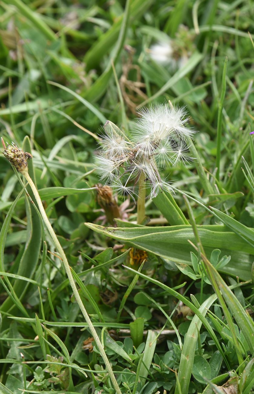 Изображение особи семейство Asteraceae.