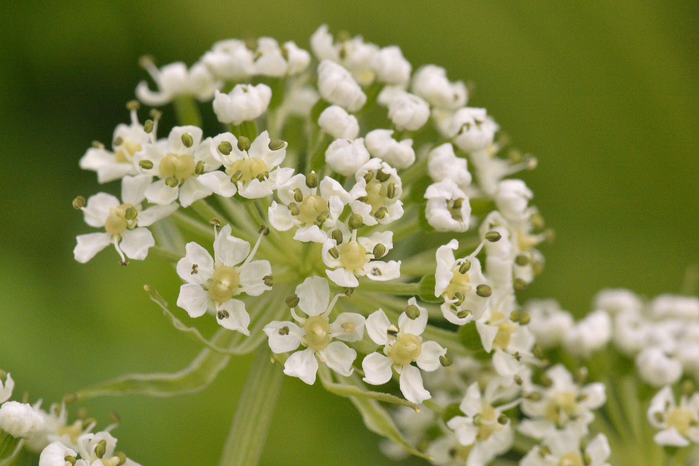 Изображение особи Pleurospermum uralense.