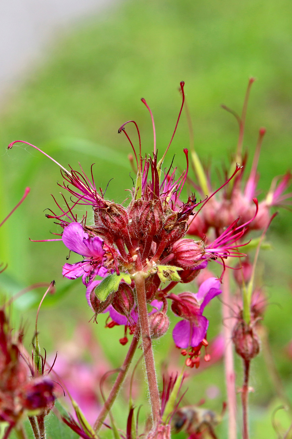 Image of Geranium macrorrhizum specimen.