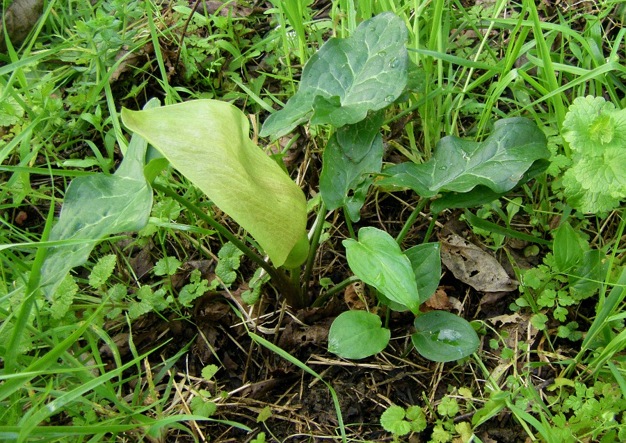 Image of Arum italicum specimen.