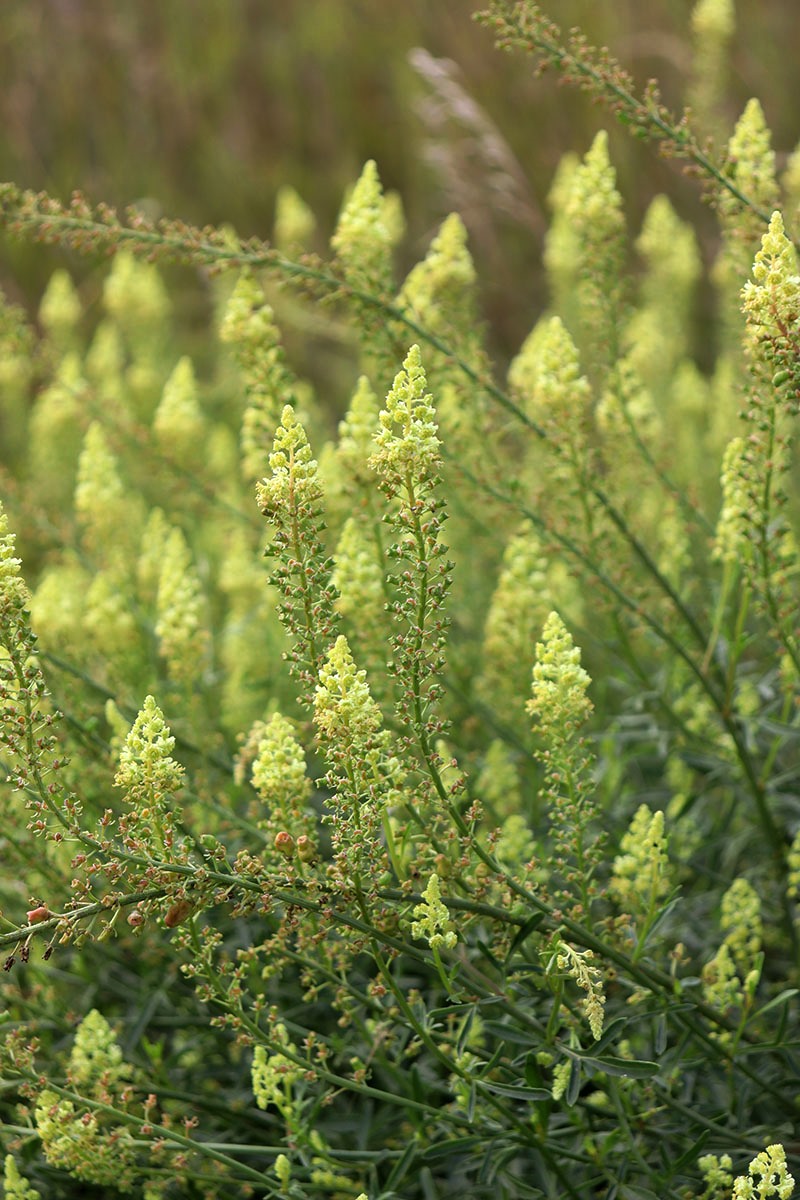 Изображение особи Reseda lutea.