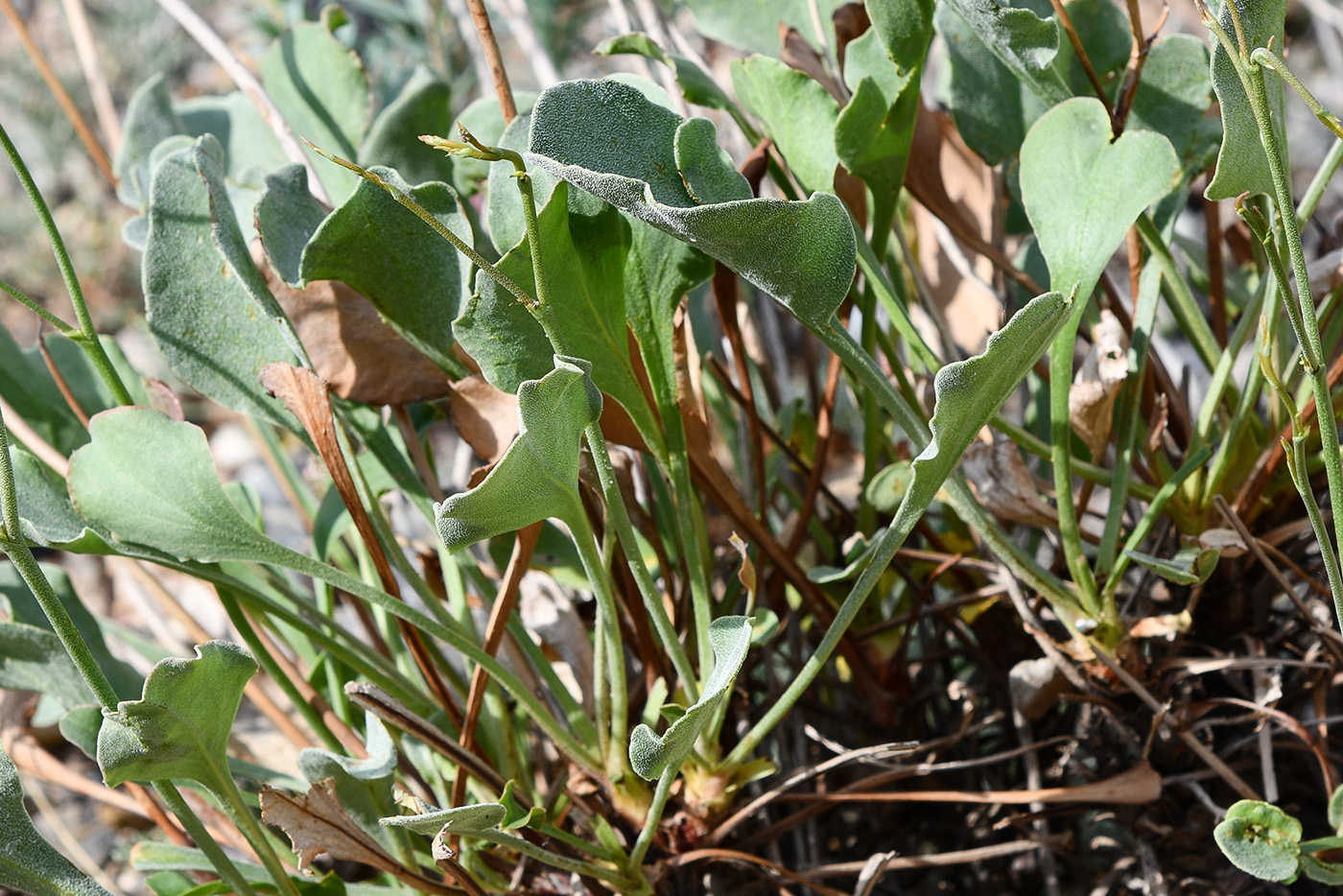 Изображение особи Limonium ferganense.