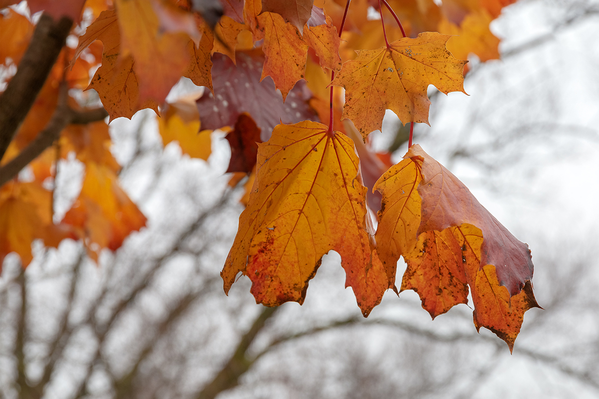 Image of Acer platanoides specimen.