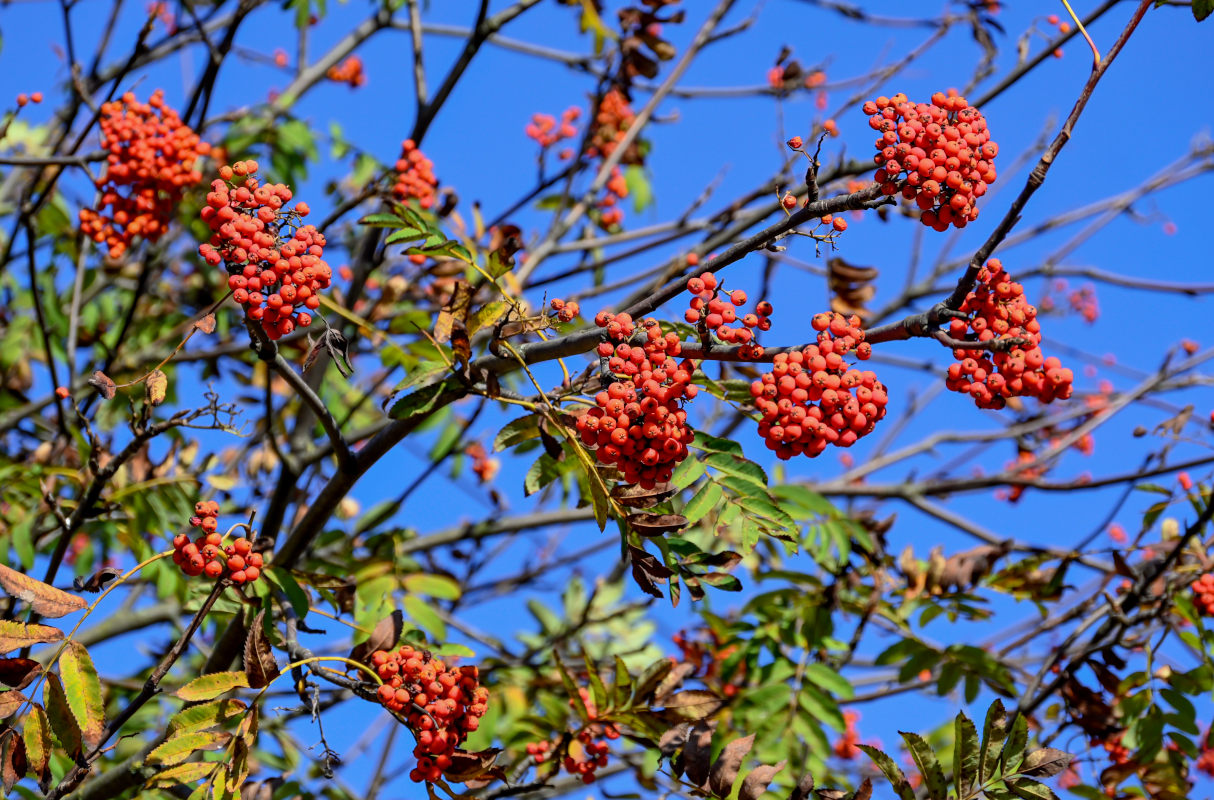 Image of Sorbus aucuparia specimen.