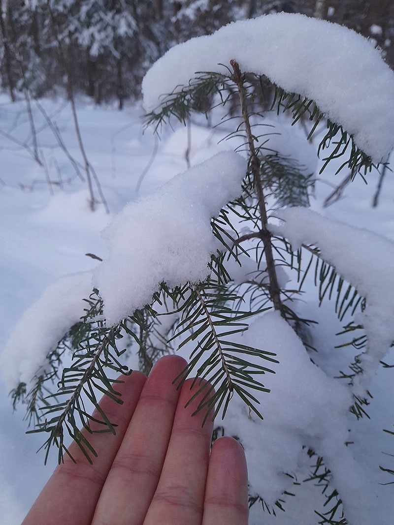 Изображение особи Abies sibirica.
