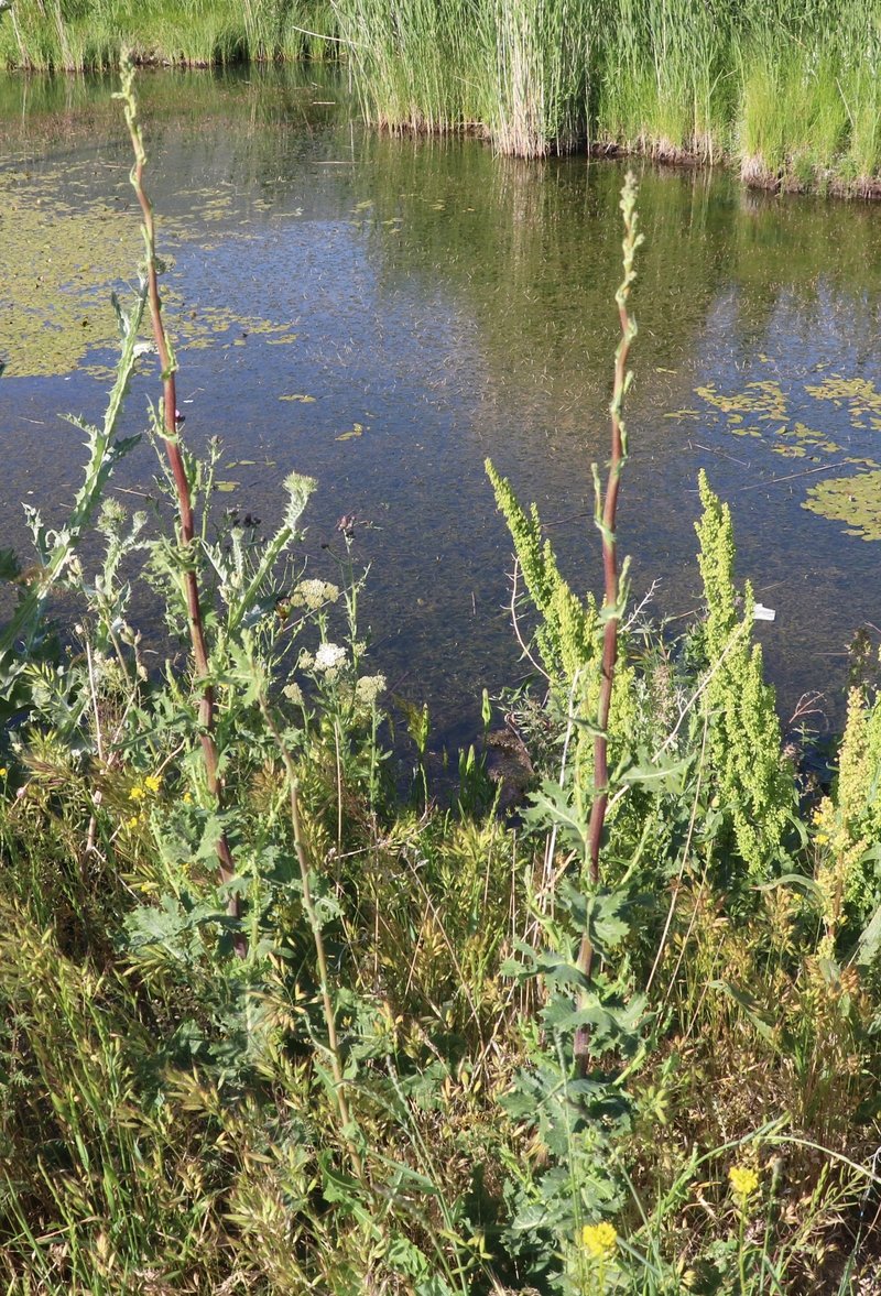 Image of genus Lactuca specimen.