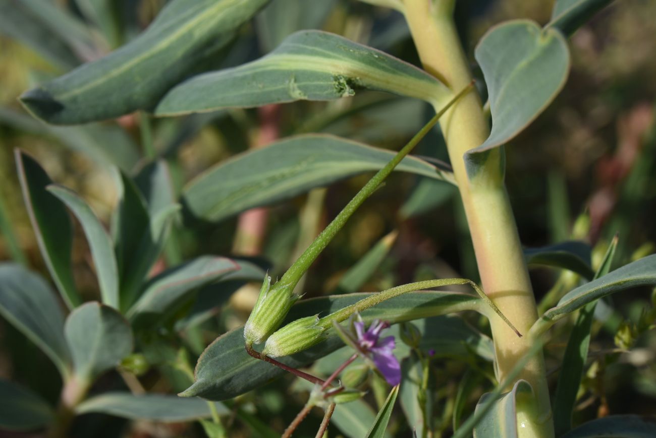 Изображение особи род Erodium.