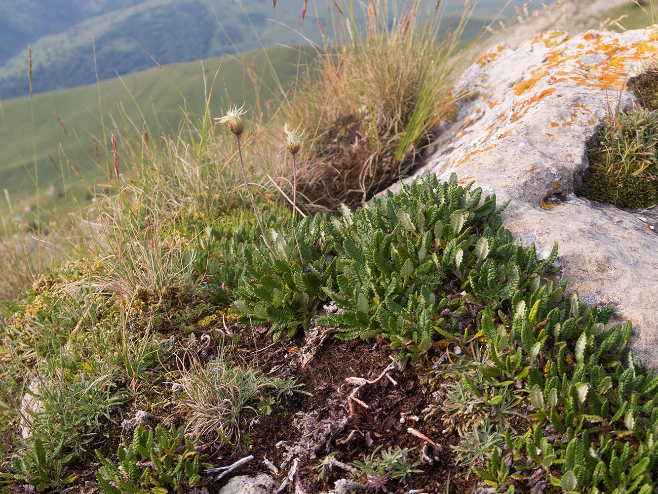 Image of Dryas caucasica specimen.