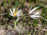 Crocus alatavicus