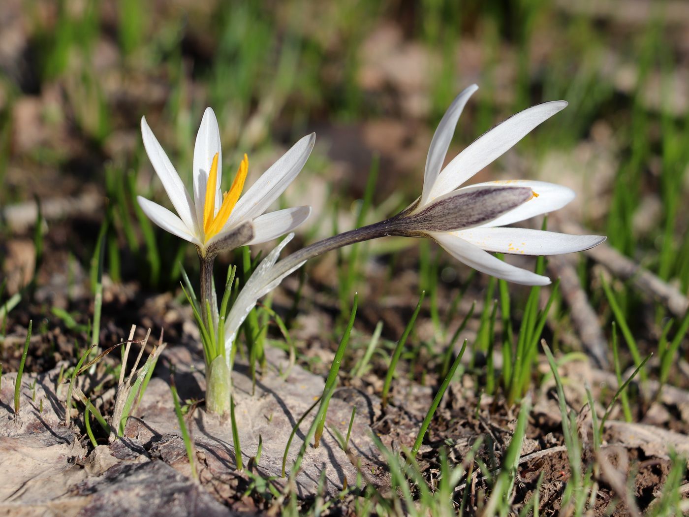 Image of Crocus alatavicus specimen.