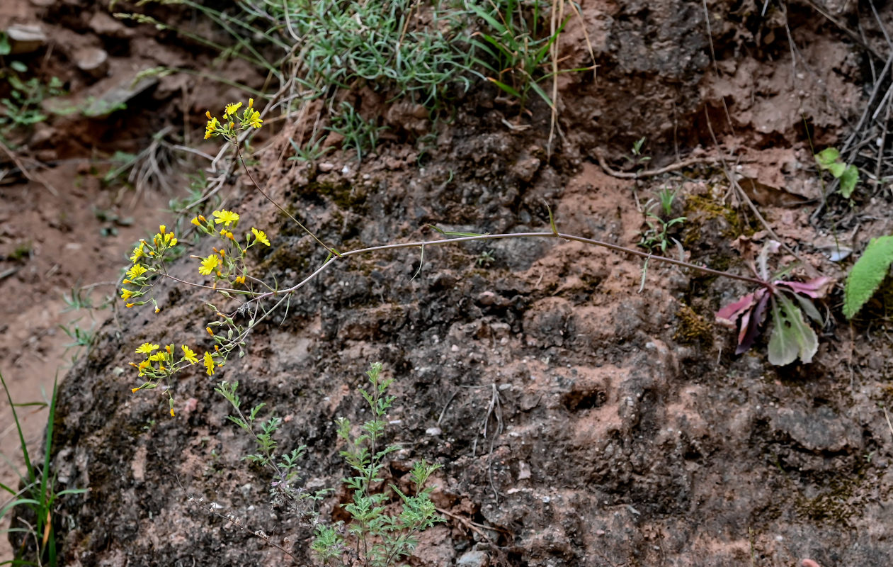 Изображение особи род Youngia.