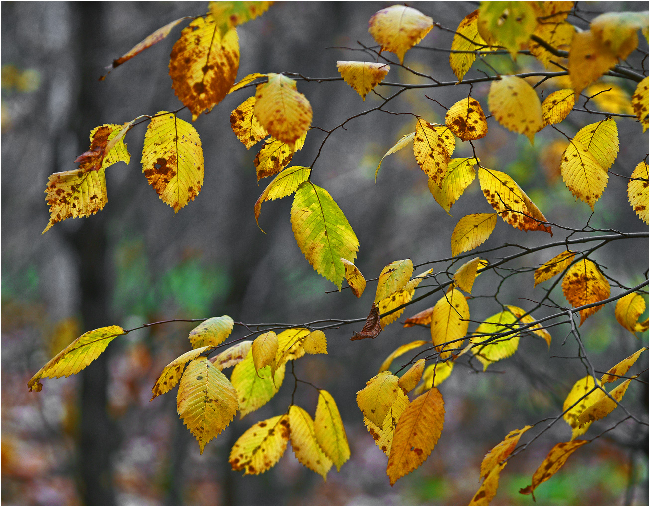 Image of genus Ulmus specimen.