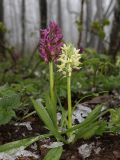 Dactylorhiza подвид georgica