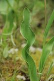 Tulipa suaveolens. Лист. Краснодарский край, Черноморское побережье Кавказа, севернее с. Кабардинка, Маркотхский хр., отроги г. Совхозная, можжевеловое редколесье. 25 апреля 2026 г.