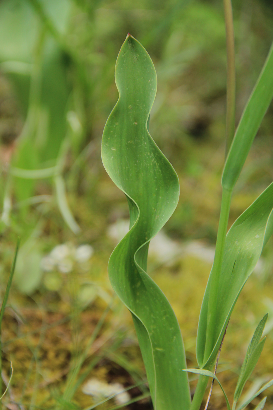 Изображение особи Tulipa suaveolens.
