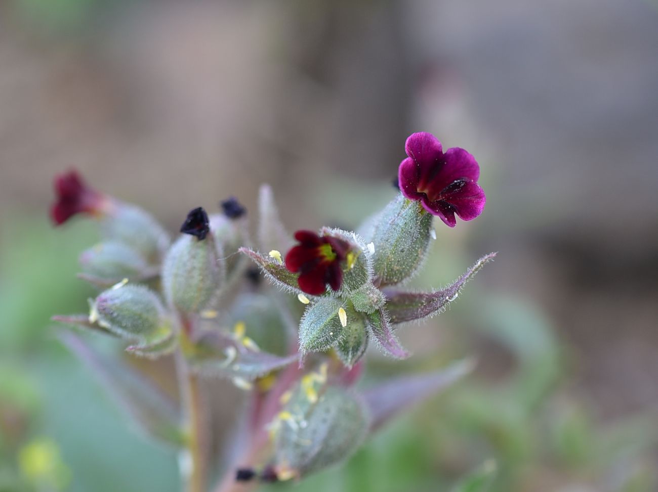Image of genus Nonea specimen.