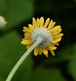 Anthemis tinctoria