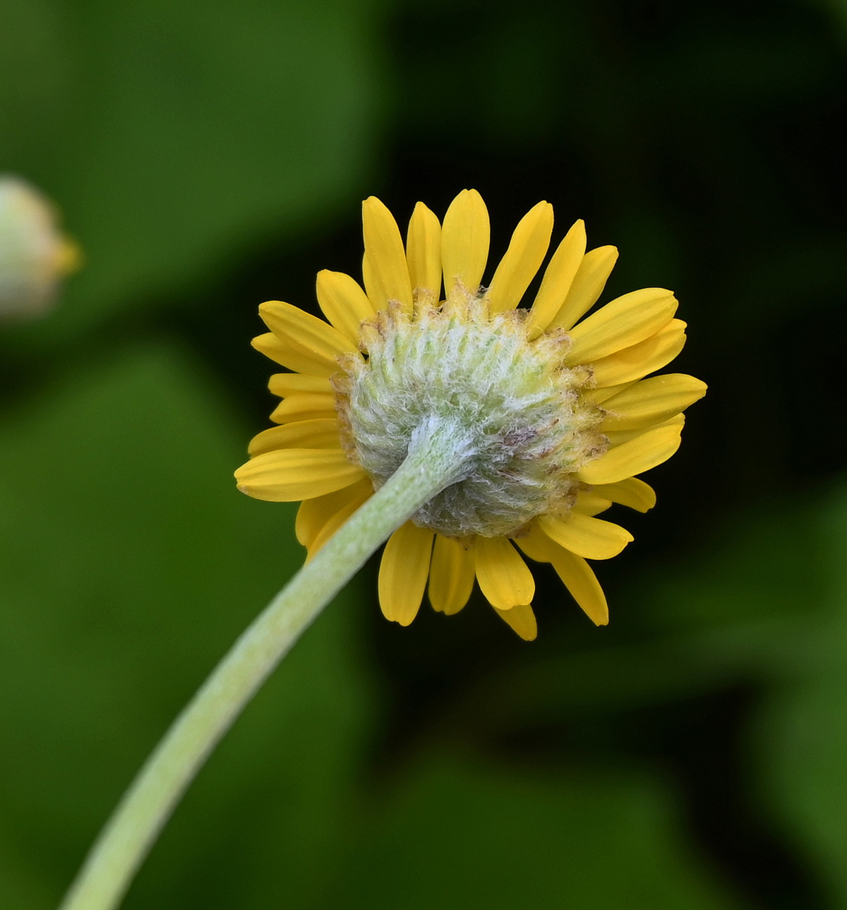 Изображение особи Anthemis tinctoria.