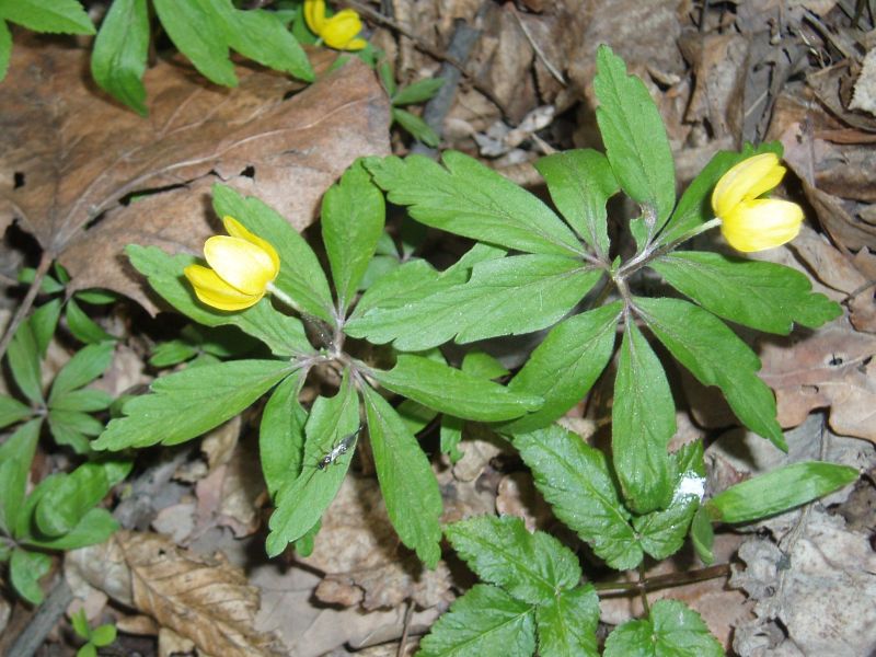 Image of Anemone ranunculoides specimen.