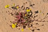 Senecio gallicus. Цветущее растение. Португалия, округ Бежа, окр. г. Карвальял, песчаный пляж. 06.06.2026.