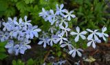 Phlox divaricata. Цветущие растения. Псков, ул. Георгиевская, клумба. 07.06.2025.