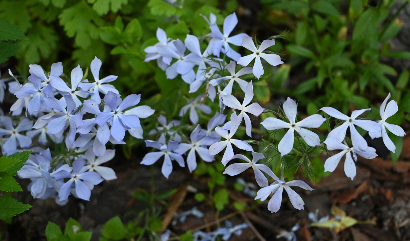 Изображение особи Phlox divaricata.