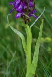 genus Dactylorhiza