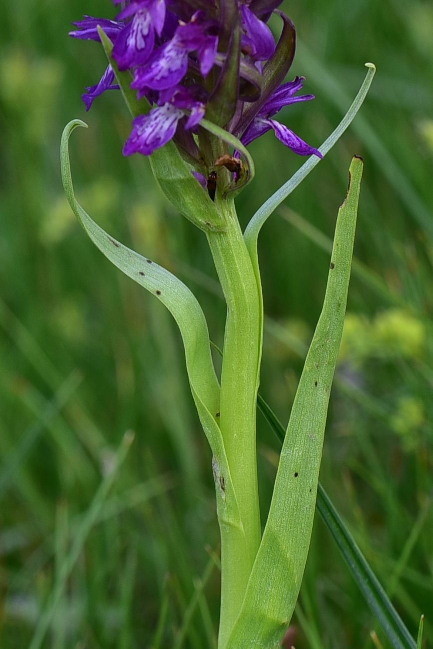 Image of genus Dactylorhiza specimen.