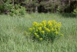 род Euphorbia. Цветущее растение. Татарстан, окр. с. Камское Устье, дол. р. Волга, опушка смешанного леса (с преобладанием Pinus и Betula) у края скошенного поля, разнотравно-злаковый луг. 01.06.2026.