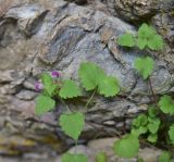 familia Lamiaceae